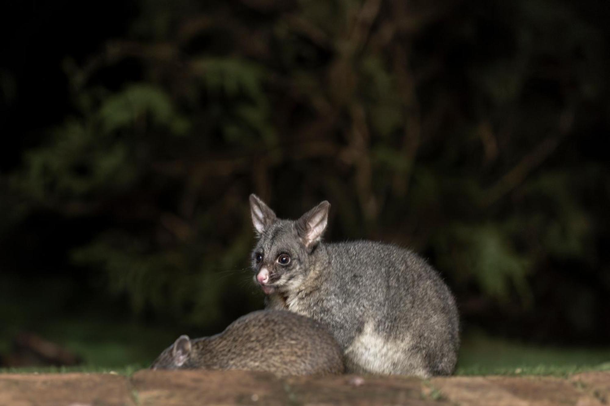 Yelverton Brook Conservation Sanctuary Metricup 外观 照片