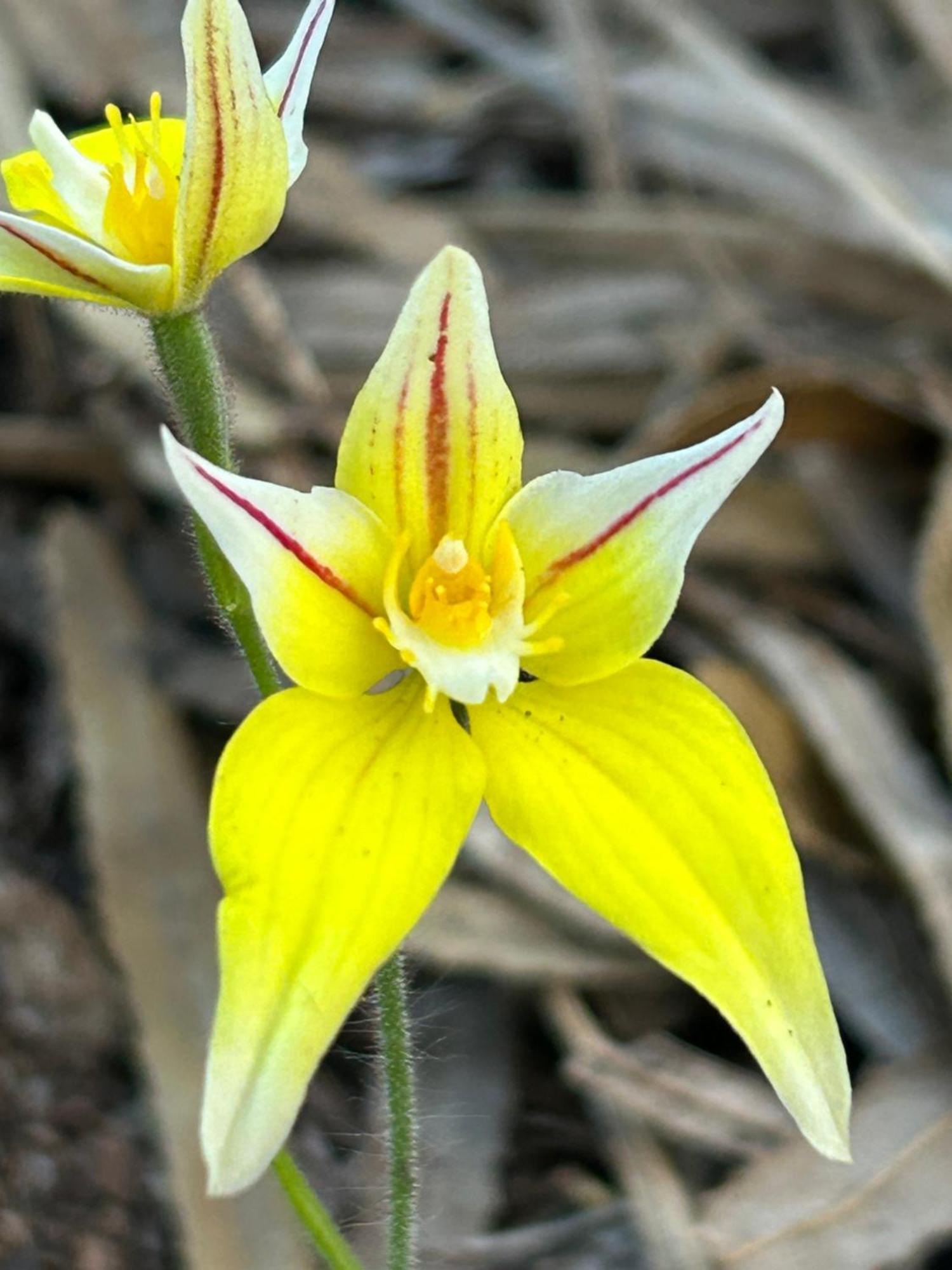 Yelverton Brook Conservation Sanctuary Metricup 外观 照片